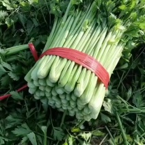 西芹，皇后西芹，大量供应，各个规格，10吨起批