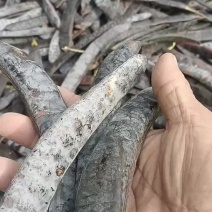 皂角