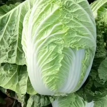 黄心白菜