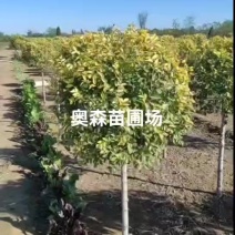 地径3-5公分矮杆金叶榆球冠幅达到60-1米金叶榆球