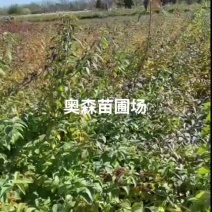 华北连翘，垂枝连翘，红叶连翘多分枝连翘各10万棵