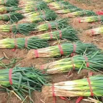长白大葱
