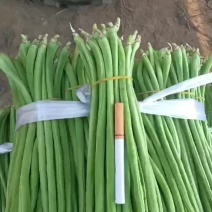 长豆角大量上市欢迎老板下单