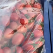 盘锦小柿子