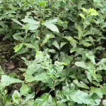 麻栎象孑苗