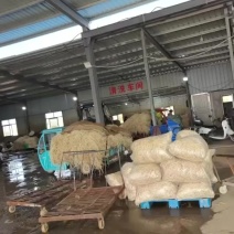 新鲜水田鱼腥草每天1-2万斤稳定供应