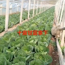 禹城甘蓝菜大量上市