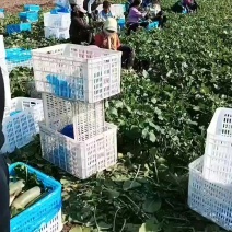 天津沙窝萝卜种植基地