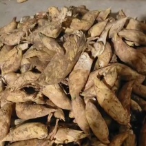老广德笄山冬笋，青甜可口，白嫩多汁，体型园韵！