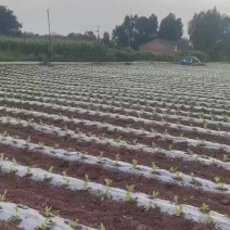 可按需种植，种植面积万亩，棉被暖棚千亩，四季可种