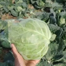 甘蓝大量有货