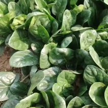 趴地菠菜