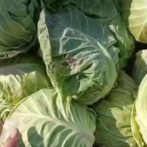 辽宁甘蓝