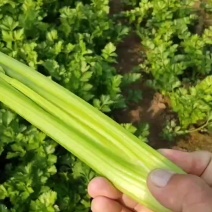 本地芹菜大量上市，翠嫩无丝小黄条不空心不老