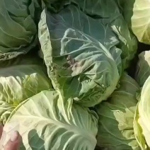 甘蓝