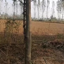 五年皂角树便宜甩卖，给钱就卖，期待有缘人