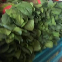 滑县菠菜-大叶菠菜越冬菠菜大量有货代发全国市场欢迎联系