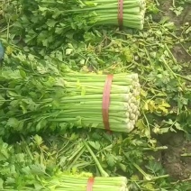 金乡芹菜大量上市。