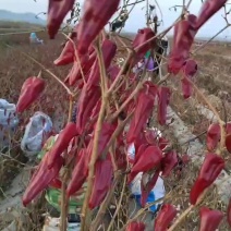 大量供应北京红干辣椒，北京红老花皮