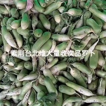 腌制小罗卜，次品罗卜，加工厂青罗卜