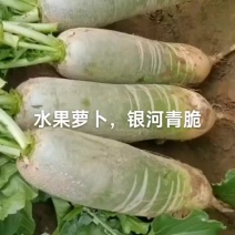 水果萝卜，绿皮绿瓤，欢迎下单