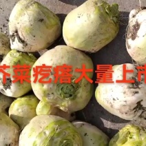 山东精品芥菜疙瘩大量上市产地直发一手货源，量大从优