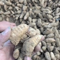 改良品种玄参牙，亩产6000斤-7000斤