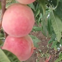 紫金玉脆桃苗.丰产个大中熟脆甜香桃品种