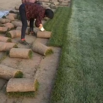 混播果岭草