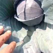 精品河北紫甘蓝，产地直发，大量供应各种规格包装，全国代发