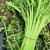 青菜