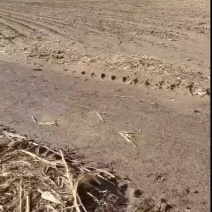 白城附近20000亩地20年一次性转让，每年每亩180元