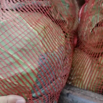 圆甘蓝加工厂水饺厂
