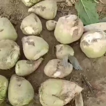 芥菜头大量上市中有需要老板联系我