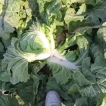 大白菜