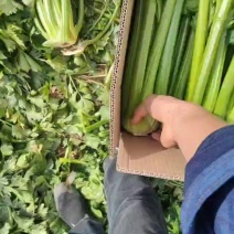 精品西芹，黑菜品种，凯撒大帝，凯儿文，布雷达，助农206