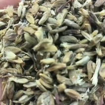 白术籽改良白术籽
