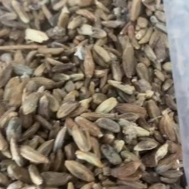白术二年白术籽改良白术种子