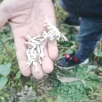 二年改良白术籽基地直供自产自销