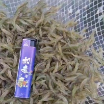 活力四射的小米虾