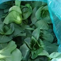 矮脚黑菜