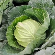 精品甘蓝货源充足/大量供应各大市场批发市场超市/价格公道