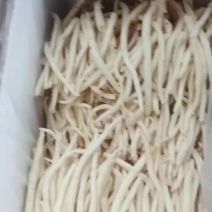 川明参