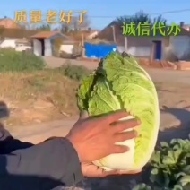 辽宁黄心白菜