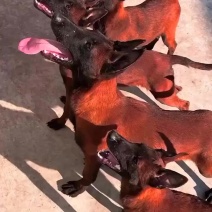 纯种爆红马犬疫苗驱虫齐全看家护院放牧牛羊