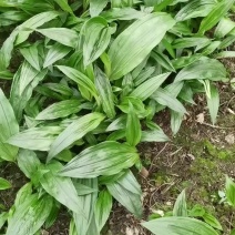 贵州紫花毛慈菇种苗，当年直播苗，品质杠杠滴