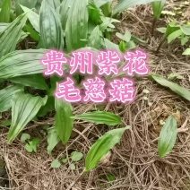 贵州紫花毛慈菇种苗，包技术，包回收，当年直播苗