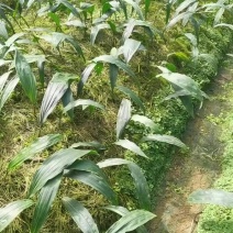 毛慈菇种苗，纯贵州紫花毛慈菇，当年直播苗