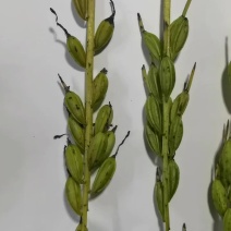 正宗贵州紫花毛慈菇果夹，原产地发货，欢迎现场来购。