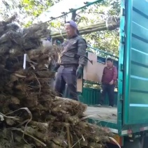 精品黄黑皮甘蔗，货源充足大量上市，清甜多汁欢迎选购